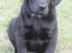 Labrador retriever Chief (Cody's A Man) * DØD * - Chief, 8 uger og 1 dag gammel :o) ... sidder bare lige her og ser såååå sød ud <3