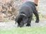Labrador retriever Chief (Cody's A Man) * DØD * - Chief, 8 uger og 1 dag gammel :o) ... ALT skal undersøges !