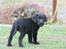 Labrador retriever Chief (Cody's A Man) * DØD * - Chief, 8 uger og 1 dag gammel :o) ... holder hele tiden øje med hvor vi er ...