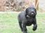 Labrador retriever Chief (Cody's A Man) * DØD * - Chief, 8 uger og 1 dag gammel :o) ... hvis vi er lidt for langt væk, så er det med at følge med !