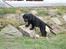Labrador retriever Chief (Cody's A Man) * DØD * - Chief, 8 uger og 1 dag gammel :o) ... undersøger alt i haven, men heldigvis spiser han ikke af blomsterne - eller hvordan var det nu lige det var ?!?