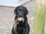 Labrador retriever Chief (Cody's A Man) * DØD * - Chief, 8 uger og 1 dag gammel :o) ... har lige fundet et flot blad !