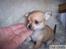 Chihuahua Carla - 5 uger