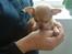 Chihuahua Carla - 5 uger