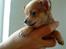 Chihuahua Carla - 5 uger
