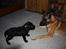Labrador retriever Chief (Cody's A Man) * DØD * - Chief, 8 uger og 2 dage gammel ... synes godt nok storebror Cabby er MEGET STOR !!!