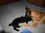 Labrador retriever Chief (Cody's A Man) * DØD * - Chief, 8 uger og 2 dage gammel ... kan godt være Cabby er stor, men leges det skal der altså !