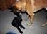 Labrador retriever Chief (Cody's A Man) * DØD * - Chief, 8 uger og 2 dage gammel ... en rigtig lille hvalp med fint hundesprog, der slikker de voksne hunde og basker med poten og smider sig på ryggen ved det mindste - et godt grundlag for at få en fornuftig voksen hund :o)