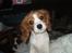 Cavalier king charles spaniel Cavasole's Fie - Hvaaa er det mig du snakker til???