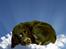 Cocker spaniel Bonnie (død 4 maj 2008) 