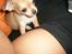 Chihuahua Carla - 8 uger