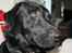 Labrador retriever Thor - Så giv da en bodbid - NU!!!