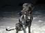 Labrador retriever Thor - Så få dog taget det billedede, det er altså koldt herude!