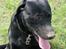 Labrador retriever Thor - Og nej !- Jeg har ikke jord i hovedet, jeg har bare lige gravet en muldvarp op.