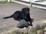 Labrador retriever Thor - Thor Holder vagt ved havelågen, der kunne jo komme nogen forbi, som han skal hilse på.