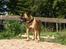 Boerboel RATHMANNS HARRY