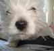 West highland white terrier Mille <3 *TI UGER IDAG!*
