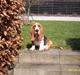 Basset hound Ludvig