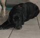 Labrador retriever Fieona