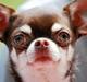 Chihuahua Choko Al Pacino