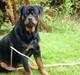 Rottweiler Cæsar