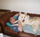 Alaskan husky Ajuk