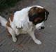 Sankt bernhardshund MIckey :') 