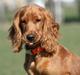 Cocker spaniel Molly