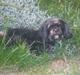 Lhasa apso Bamse