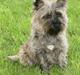 Cairn terrier Cairn-Bechgaard`s Freja 