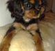 Cavalier king charles spaniel Pultz`s Sofie (Zia) *RIP*