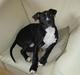 Amerikansk staffordshire terrier Ghost R.I.P