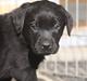 Labrador retriever Chief (Cody's A Man) * DØD *