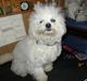 Bichon à poil frisé Mette