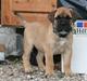Bullmastiff Carlo
