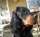 Gordon setter Bella