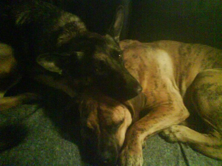 Boerboel Balder Teglborg*i himlen* billede 7