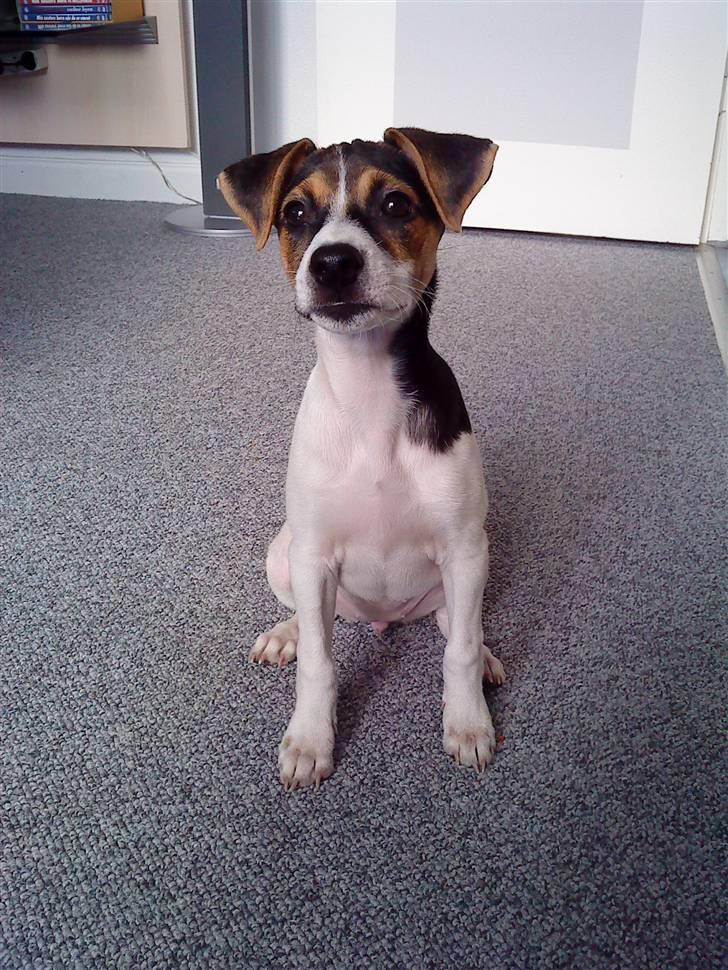 Dansk svensk gaardhund Kiwi - Velkommen til Kiwi´s profil :) billede 1