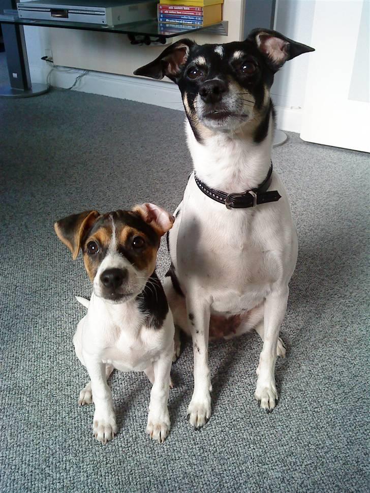 Dansk svensk gaardhund Kiwi - Kiwi og mine forældres hund Felicia viser lige hvor flot de kan sidde ved siden af hinanden. billede 2