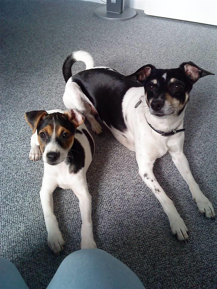 Dansk svensk gaardhund Kiwi - Kiwi og mine forældres hund Felicia viser lige hvor flot de kan ligge ved siden af hinanden. billede 3