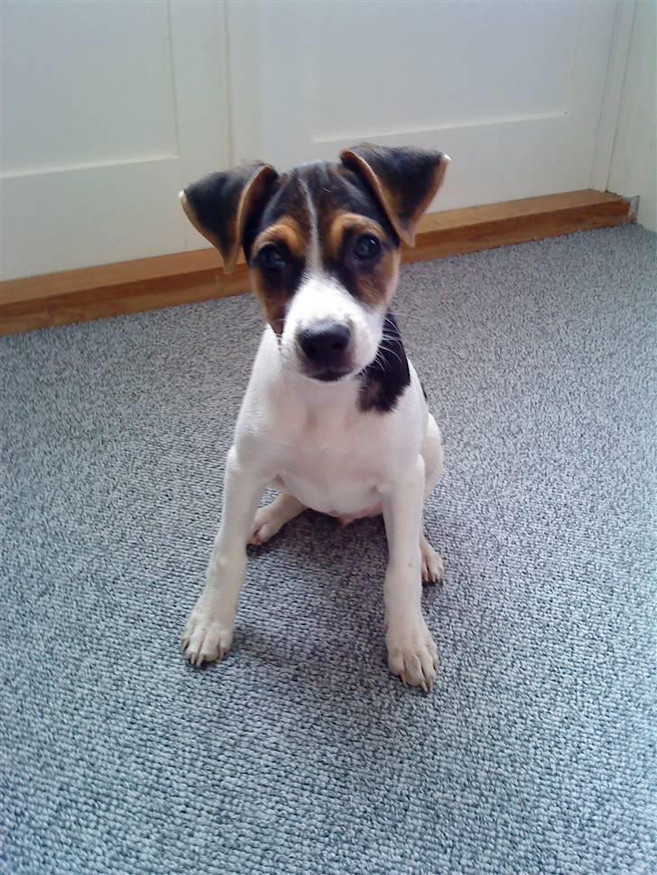 Dansk svensk gaardhund Kiwi - Kiwi sidder og kigger. billede 4