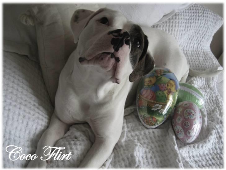 Amerikansk bulldog Coco Flirt - Påske...1 april ´09 billede 12