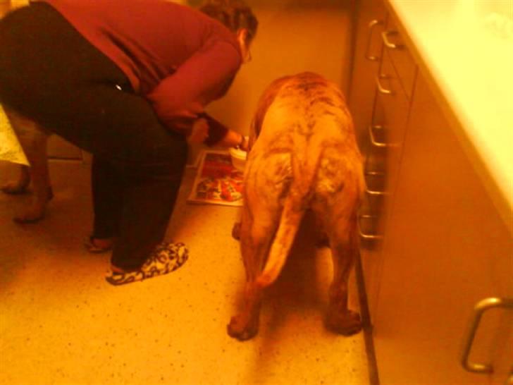 Boerboel Balder Teglborg*i himlen* billede 8