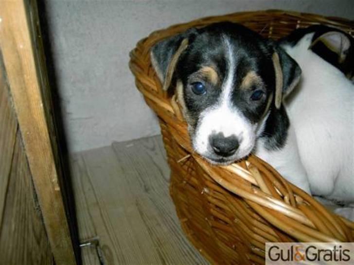 Dansk svensk gaardhund Kiwi - Første billede af Kiwi billede 5