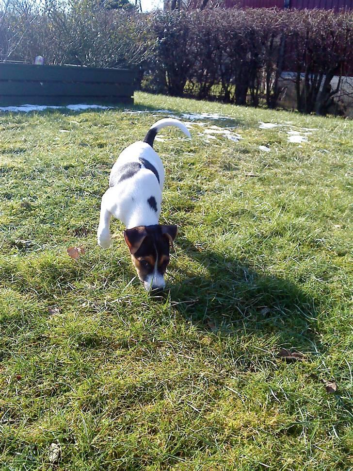 Dansk svensk gaardhund Kiwi - Kiwi på opdagelse i haven billede 6