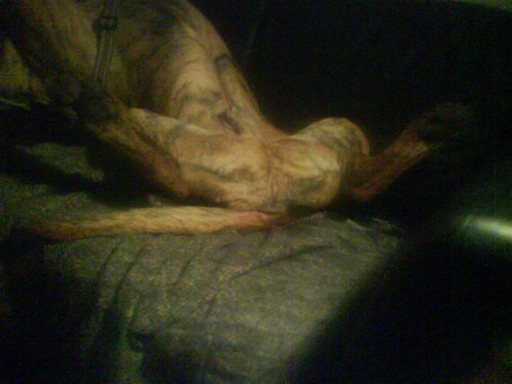 Boerboel Balder Teglborg*i himlen* - Jeg kan også ligge meget sjovt! billede 9