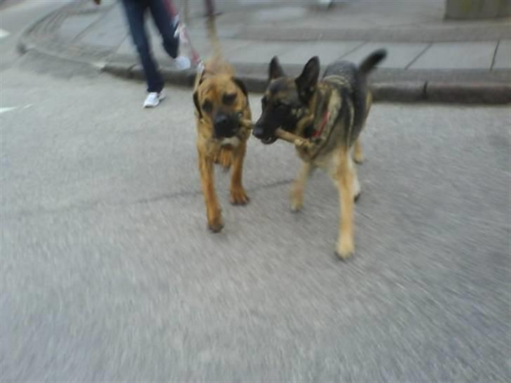 Boerboel Balder Teglborg*i himlen* billede 10