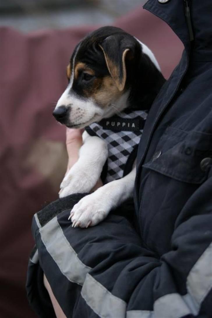 Dansk svensk gaardhund Kiwi - Kiwi en dag på gården billede 7