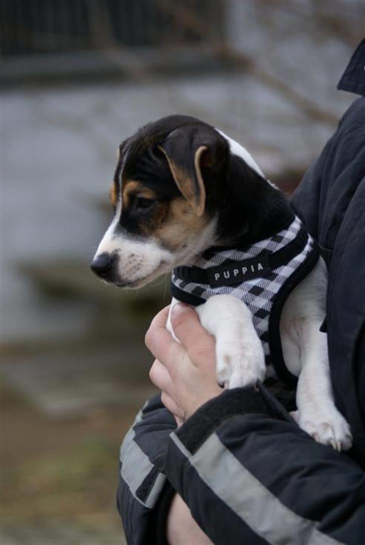 Dansk svensk gaardhund Kiwi - Kiwi en dag på gården billede 8