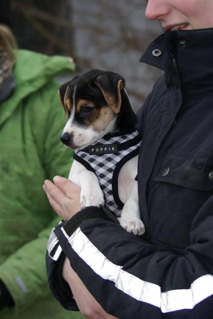 Dansk svensk gaardhund Kiwi - Kiwi en dag på gården billede 9